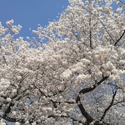 “桜ソング”の栄枯盛衰 ~2000年代の爆発的なブームはなぜ起こったのか~