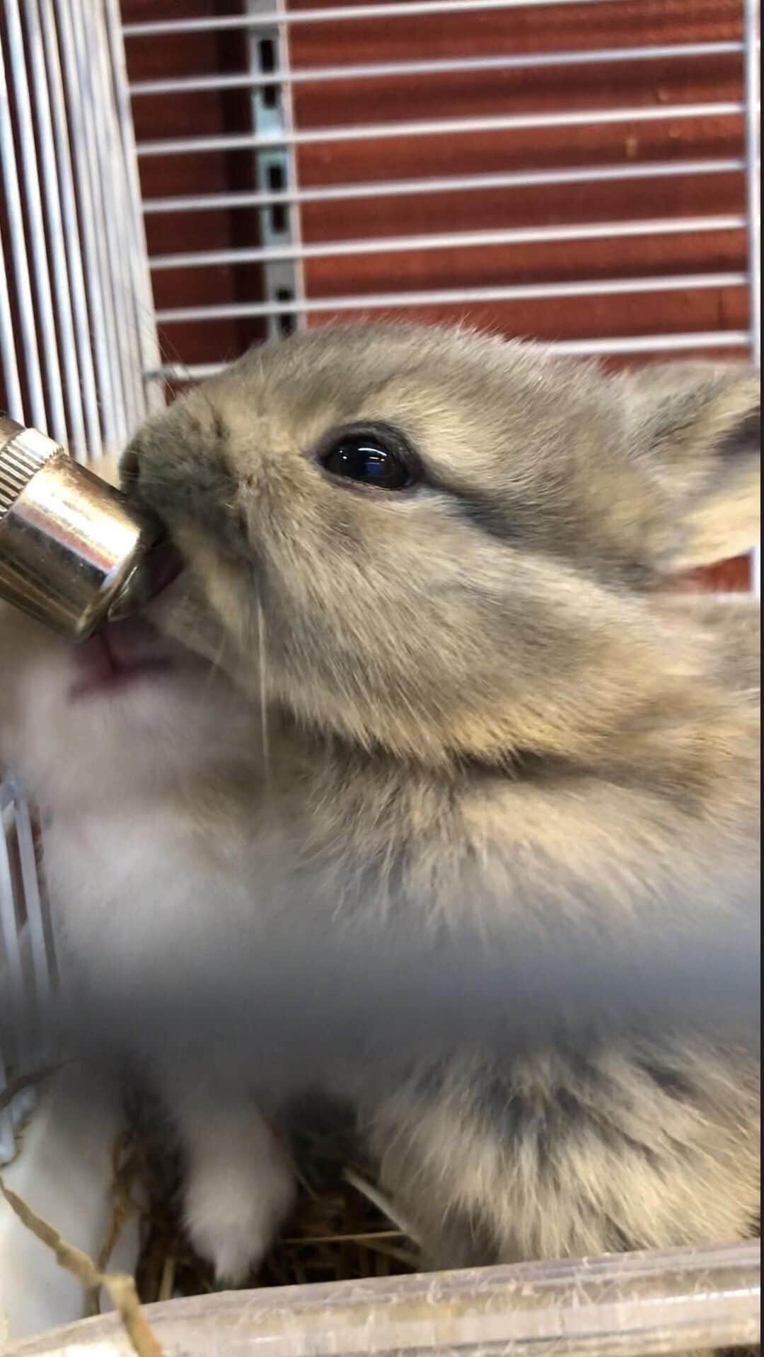 水を飲むもぐさん。