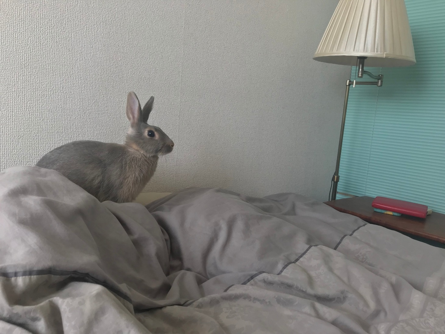 もぐさん