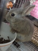 飼い始めの頃のもぐさん。