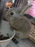 飼い始めの頃のもぐさん。