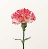 半崎美子「母へ」特別盤ジャケット