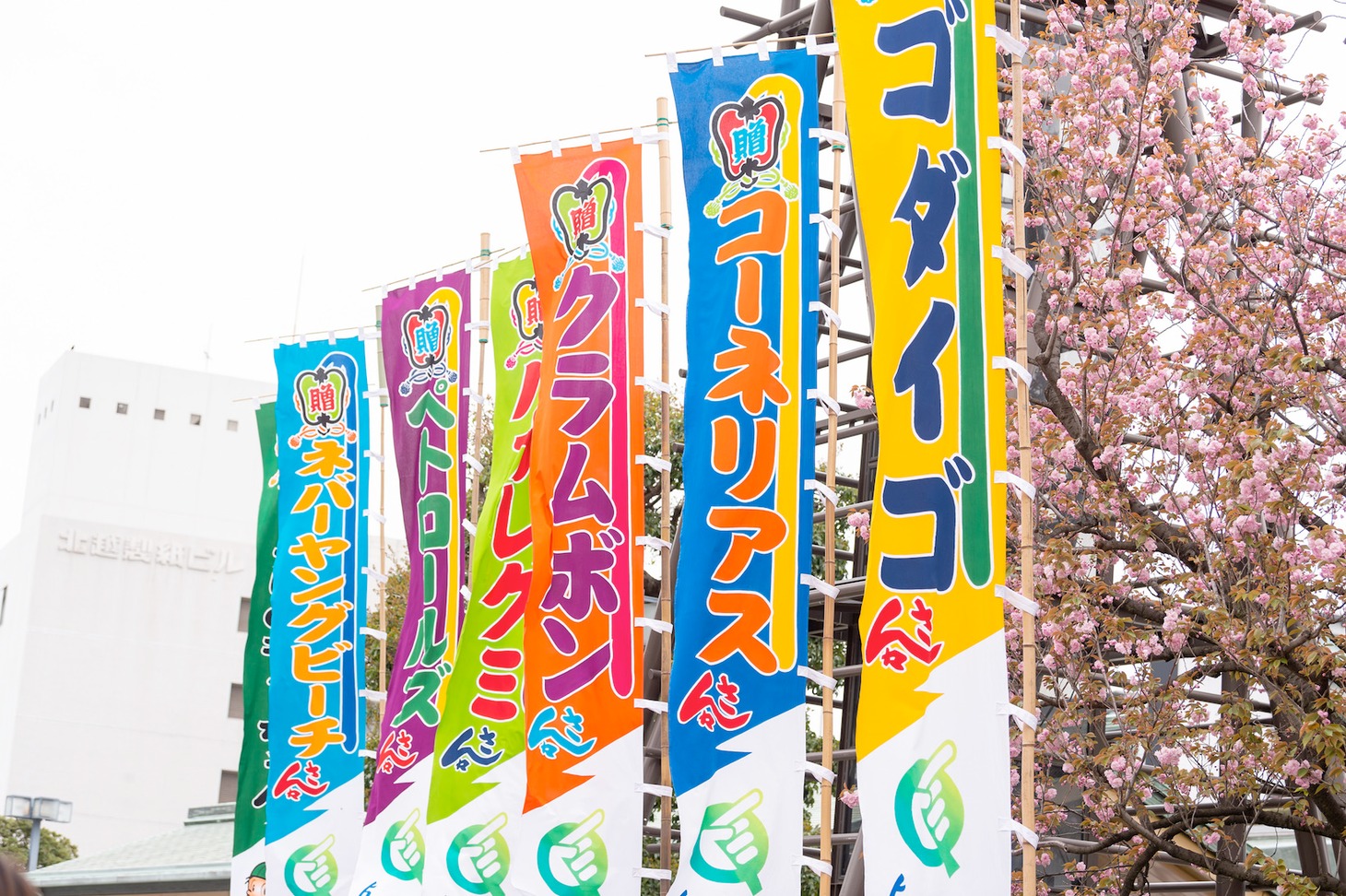 「Q」東京・両国国技館公演で掲出されたのぼり旗。