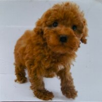 飼い始めの頃のくま。