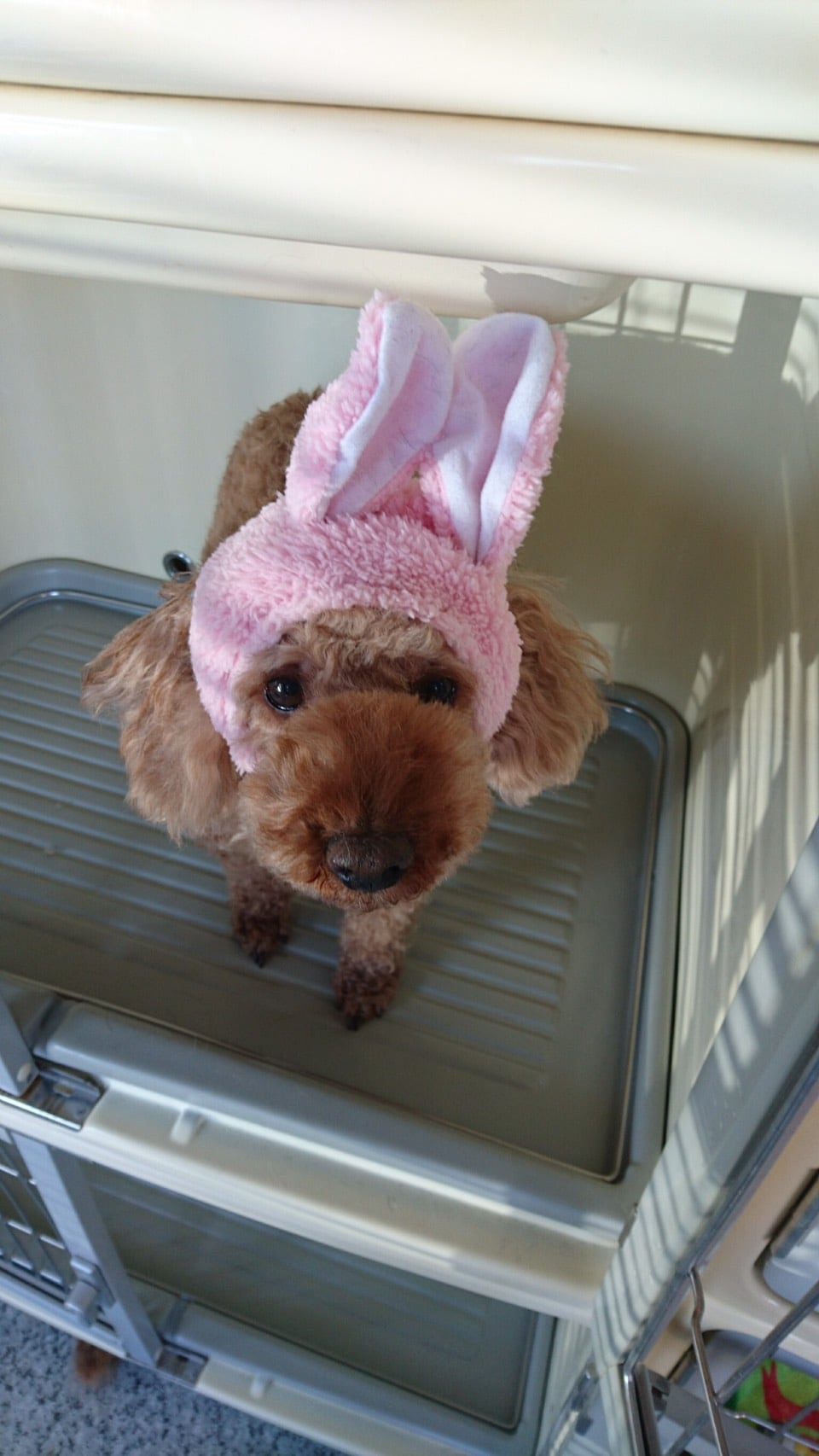 うさぎのコスプレをしているくま。