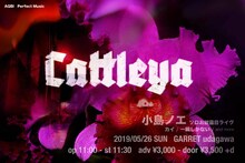 小島ノエ・ソロお披露目「Cattleya」告知ビジュアル