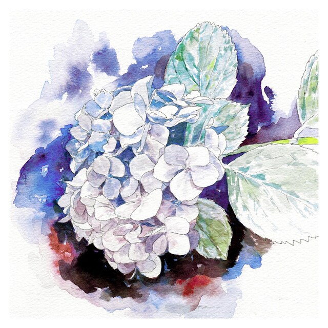 眩暈SIREN「紫陽花」配信ジャケット