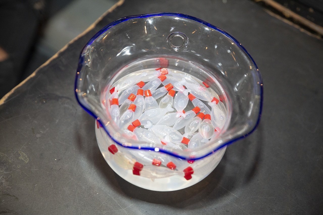 金魚鉢に浮かべて売られている「テキーラフィッシュ」。