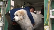 巨大な犬に抱きつく銀シャリ鰻。(c)読売テレビ