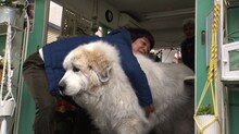 巨大な犬に抱きつく銀シャリ鰻。(c)読売テレビ
