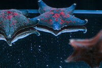 地下1階「深海」に展示されたイトマキヒトデ。（写真提供：ソニー・ミュージックレーベルズ）