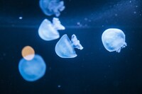 地下1階「深海」に展示されたキャノンボール。（写真提供：ソニー・ミュージックレーベルズ）