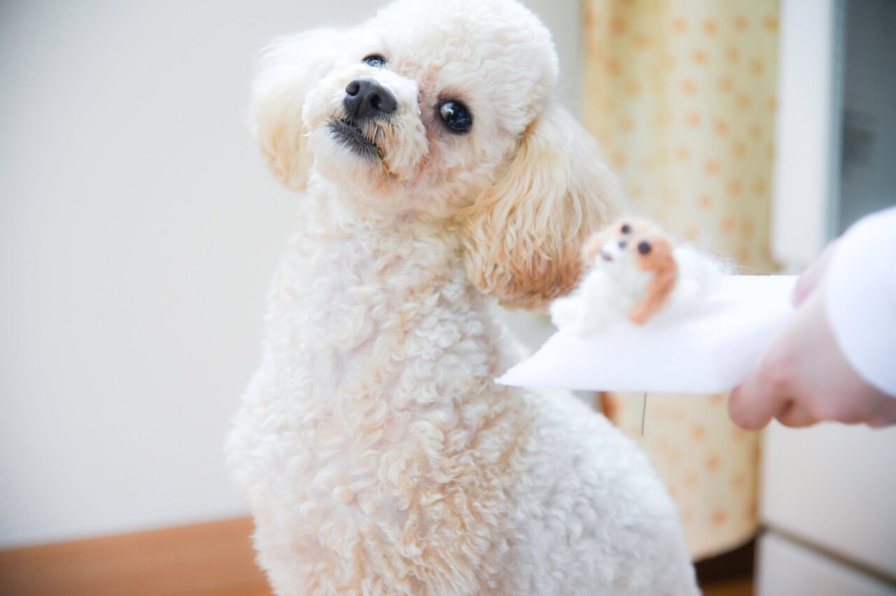 プー・ルイが作った羊毛フェルト犬と同じポーズをするコタロー。