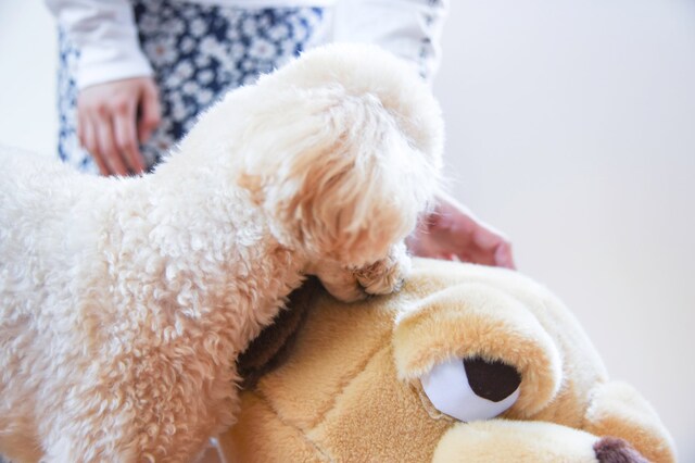 コタローとヨシナガくん。