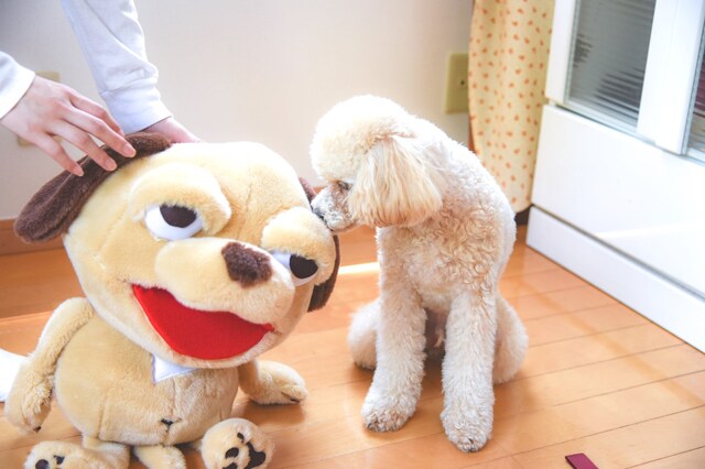 コタローとヨシナガくん。