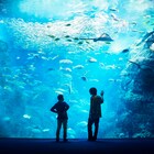 「海獣の子供」米津玄師と五十嵐大介、新江ノ島水族館の大水槽前で対談