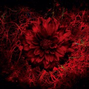 MIGMA SHELTER「Names」ジャケット