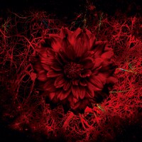 MIGMA SHELTERが7月16日にリリースするシングル「Names」ジャケット。