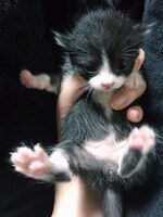 飼い始めの頃のmame。