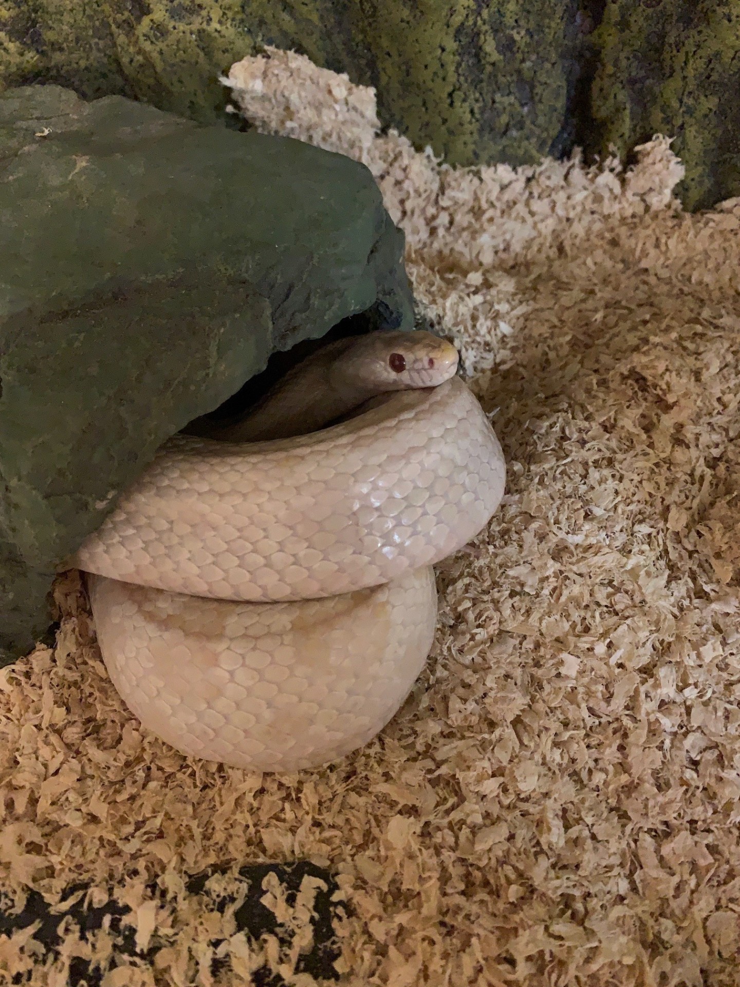 ティー