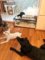 ティーと名嘉俊のペットたち。