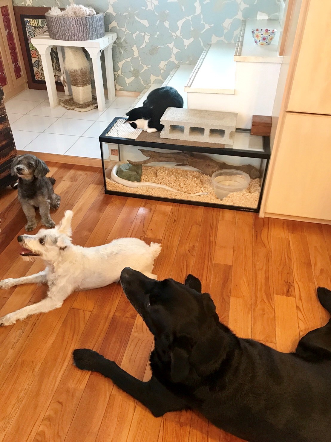 ティーと名嘉俊のペットたち。