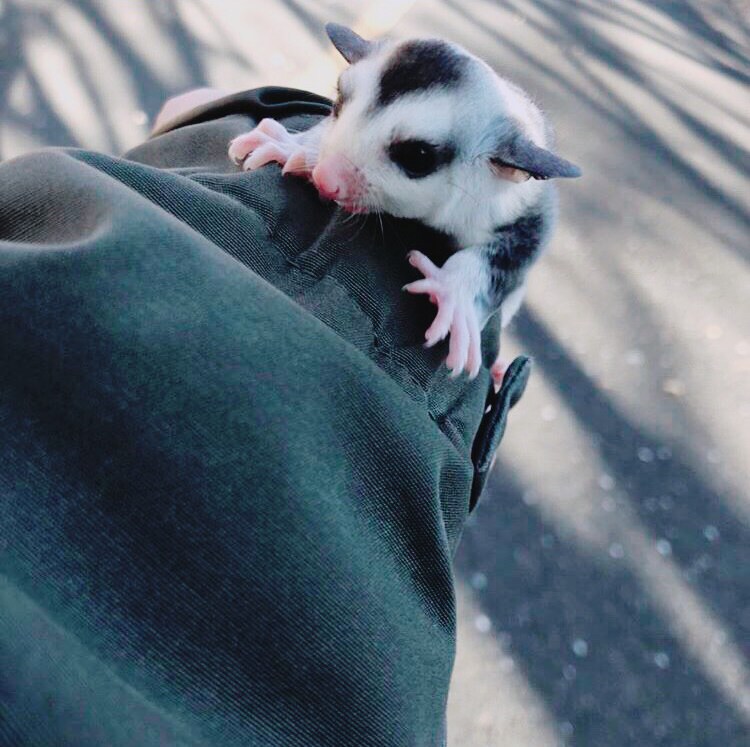 飼い始めの頃のちまき。