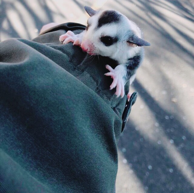 飼い始めの頃のちまき。