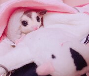 チャム(.△)が選んだちまきのベストショット。