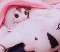 チャム(.△)が選んだちまきのベストショット。