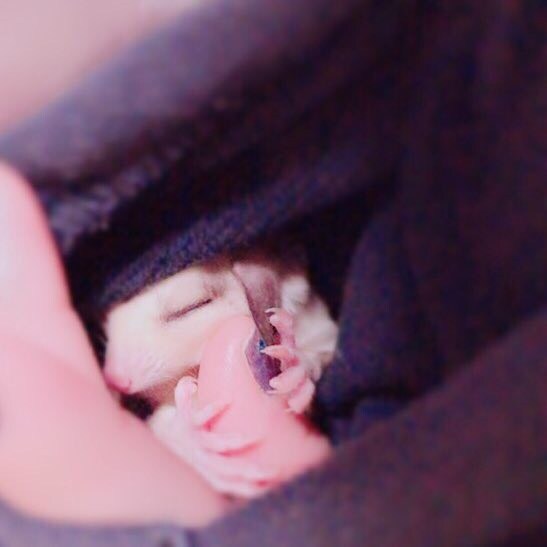 リラックスしているちまき。