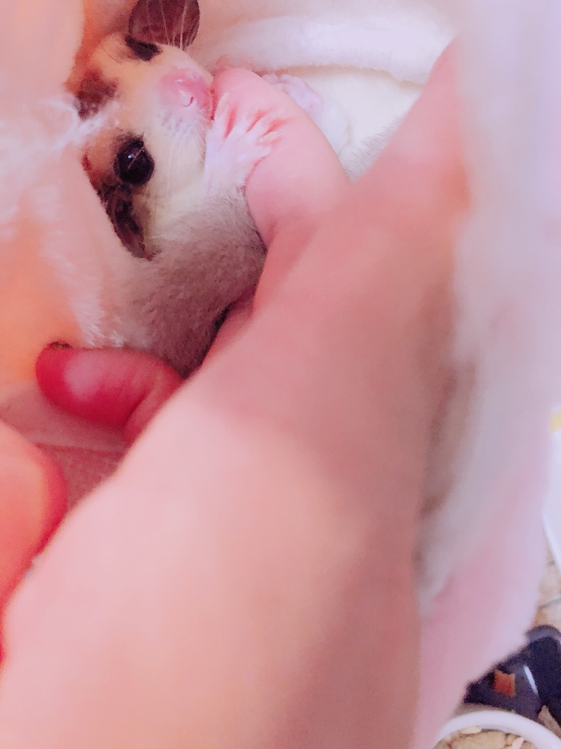 ちまき