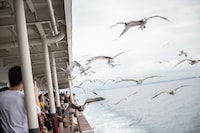 佐渡汽船と並走するウミネコの群れ。