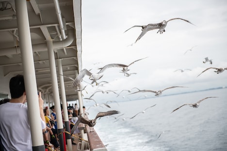 佐渡汽船と並走するウミネコの群れ。