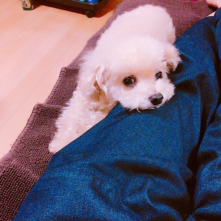 じょこびっち