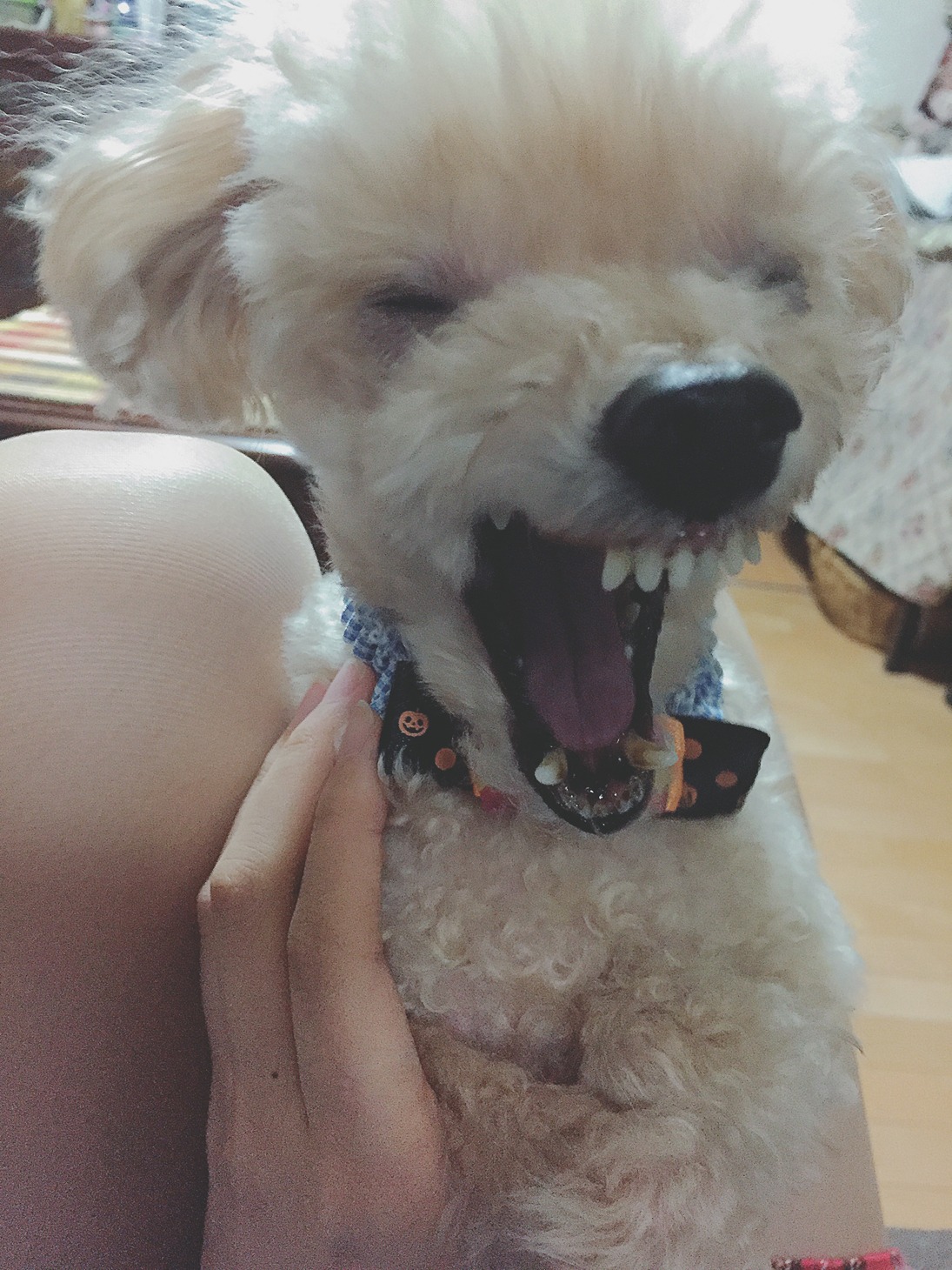 じょこびっち