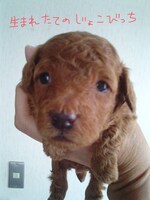 飼い始めの頃のじょこびっち。