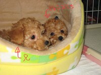 じょこびっちの兄弟と飼い始めの頃のじょこびっち。