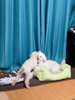 左からじょこびっち、がたらっと。