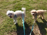 左からがたらっと、じょこびっち。