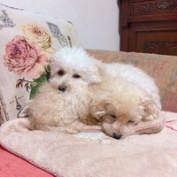 リラックスしているじょこびっちとがたらっと。　