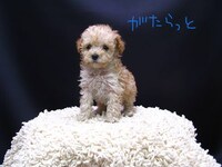 飼い始めの頃のがたらっと。