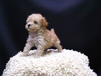 飼い始めの頃のがたらっと。