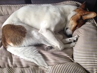 眠っているチョビ。