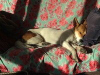 眠っているチョビ。