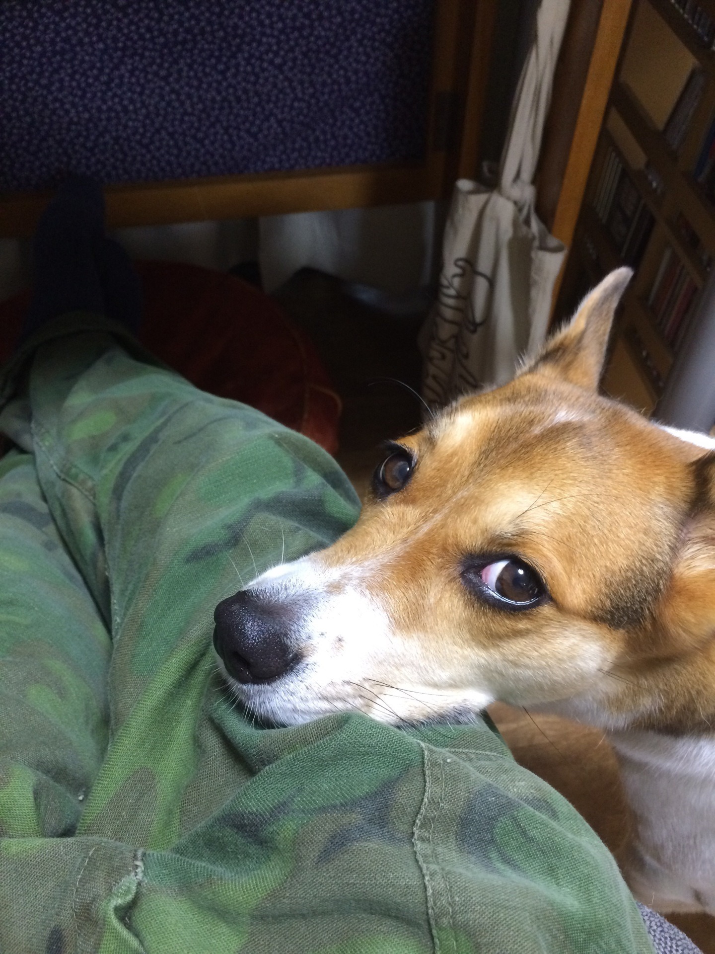 チョビ