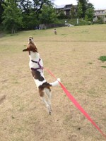 ボールで遊ぶチョビ。