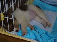 飼い始めの頃のチョビ。