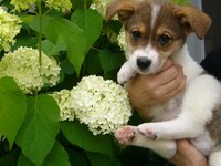 飼い始めの頃のチョビ。