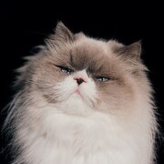 カネコアヤノ「燦々」ジャケット